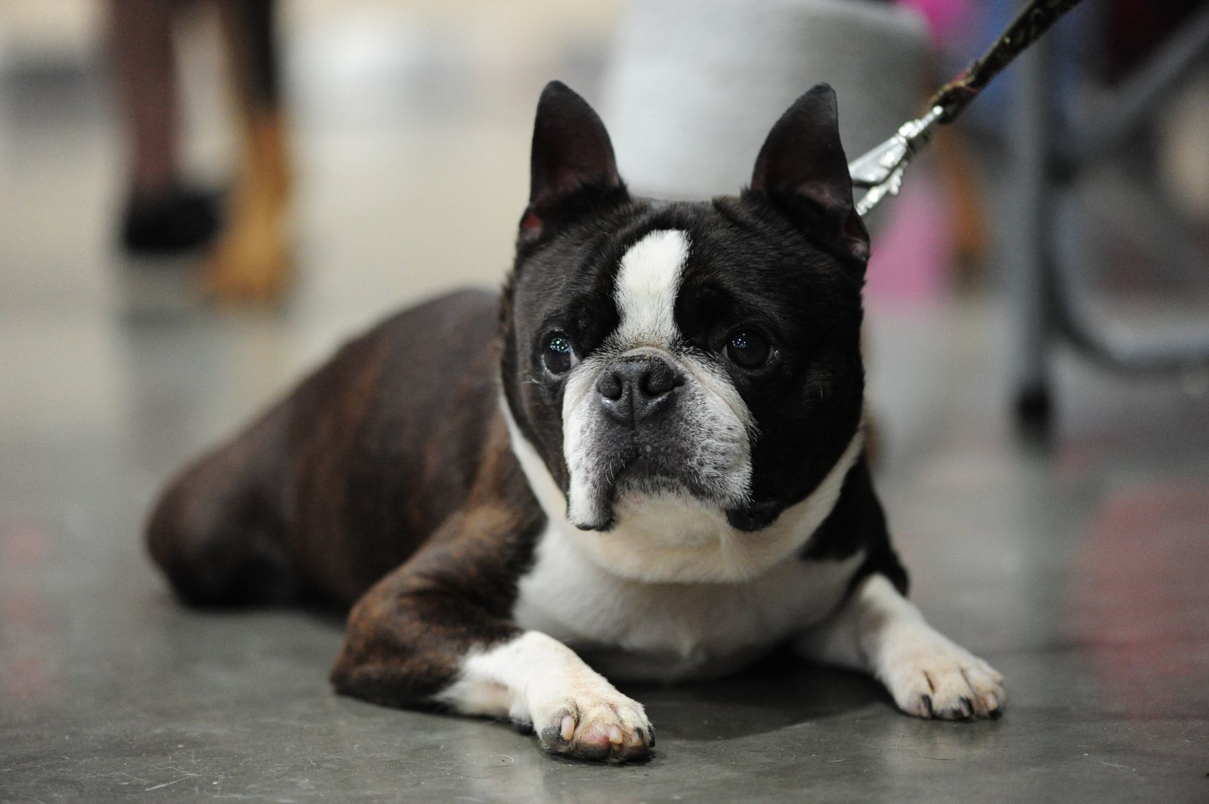 Boston terrier